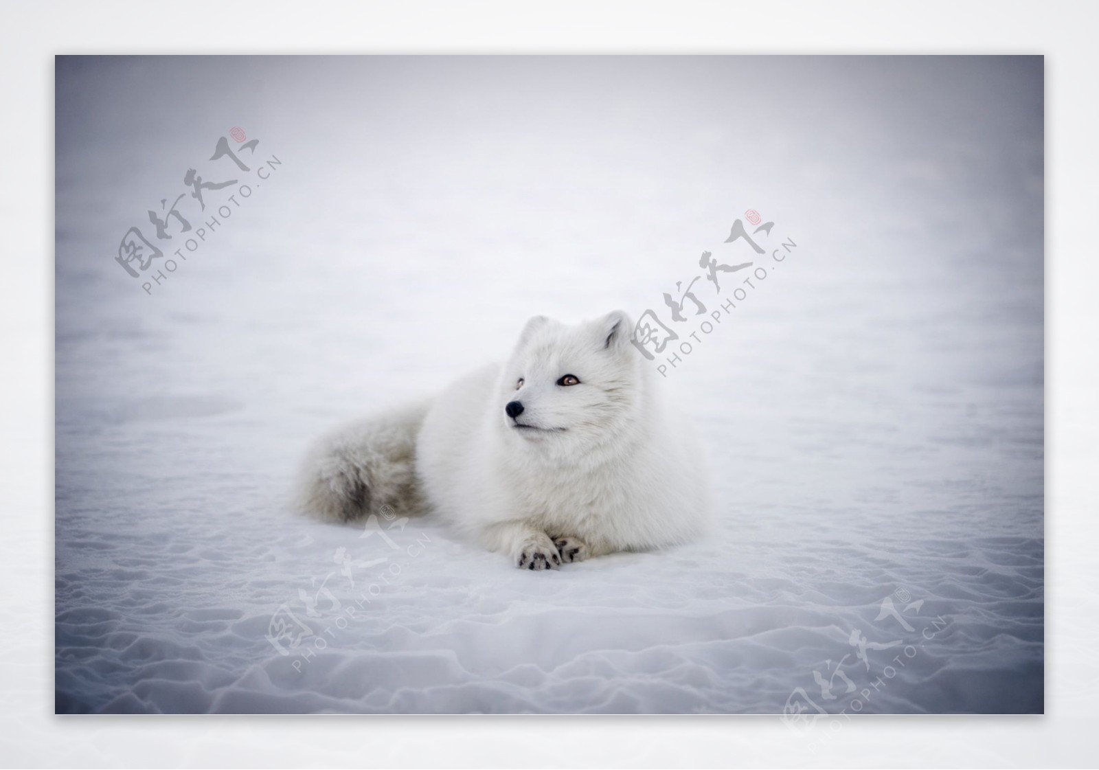 北极狐图片桌面壁纸_北极狐摄影图片素材高清壁纸_三千图片网