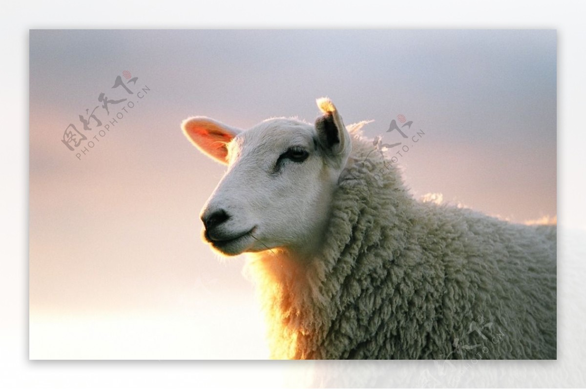 可爱白色绵羊高清摄影