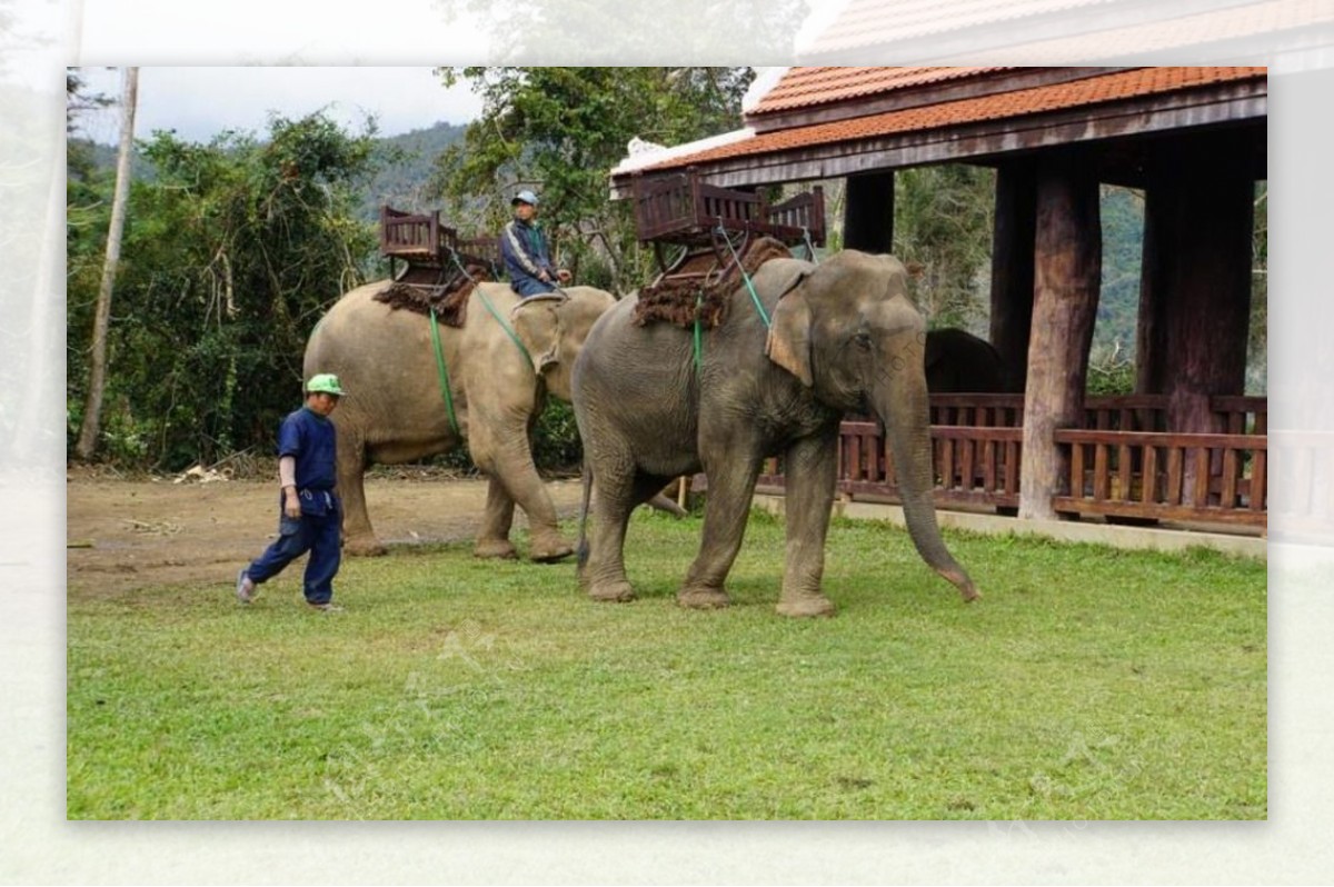 老挝大象