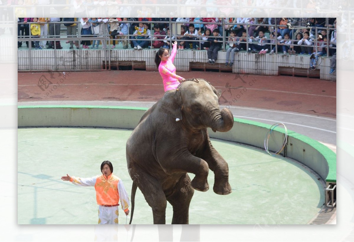 【大象表演 广州野生动物园（100D）摄影图片】生态摄影_太平洋电脑网摄影部落