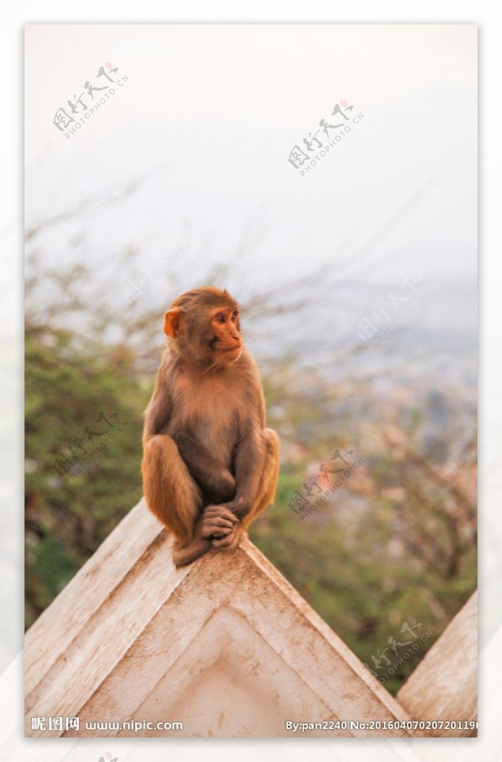 尼泊尔猴子