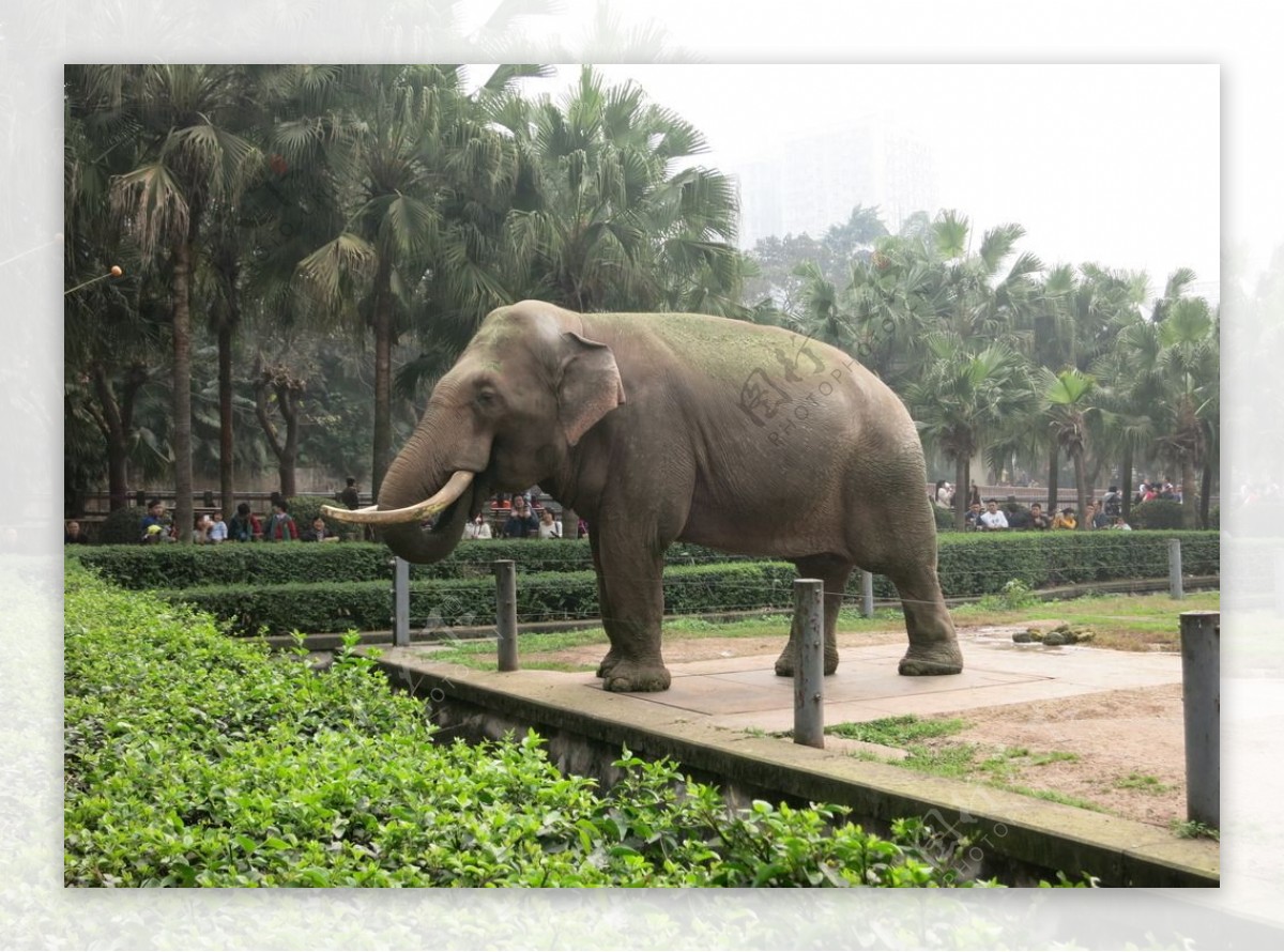 动物园大象