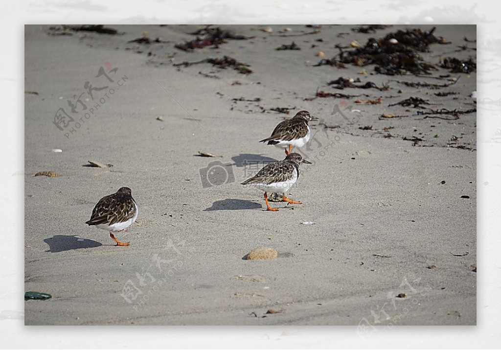 自然野生动物鸟类动物沙鸻动物野生动物野生鸟类海