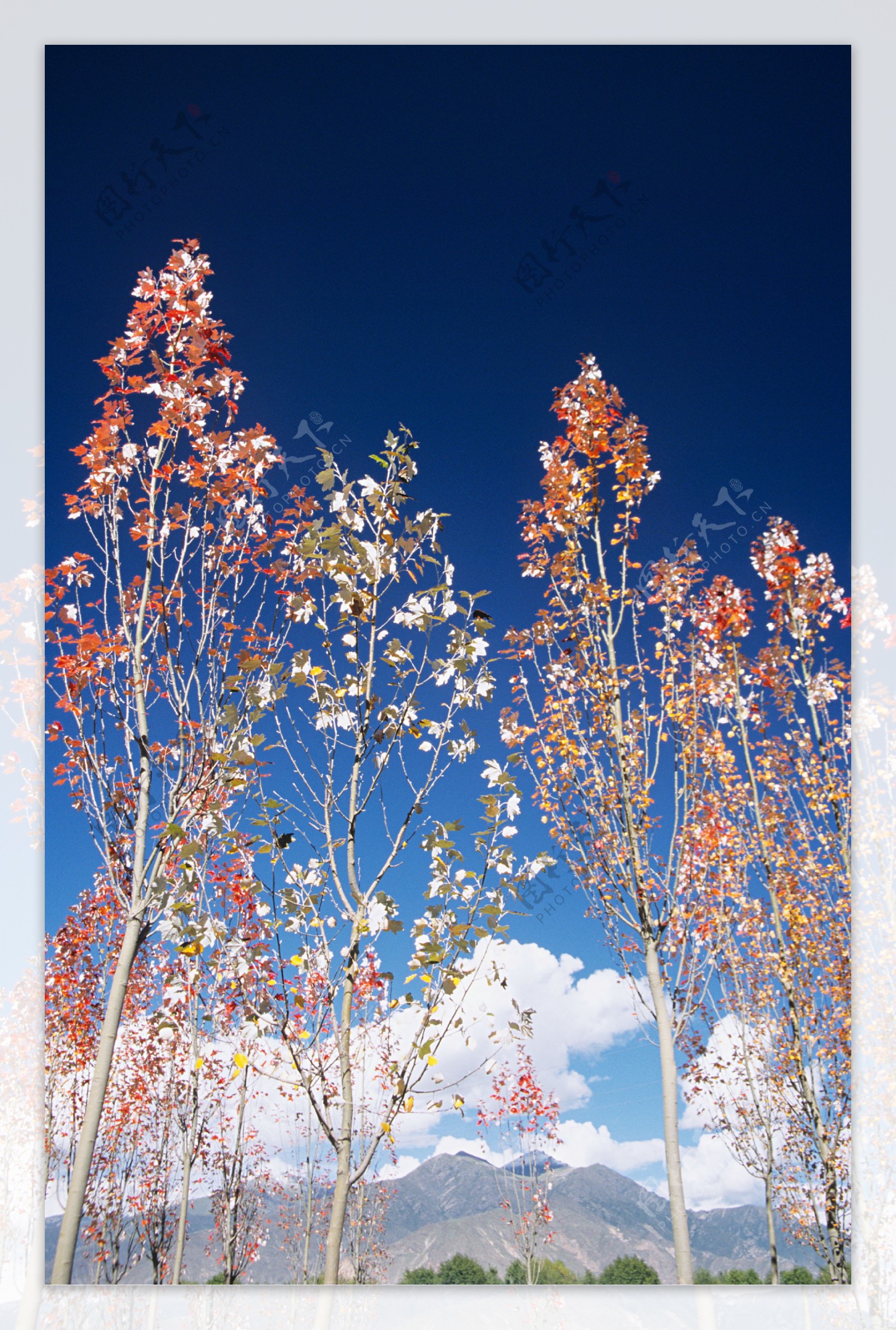 蓝天白云与树木风光图片