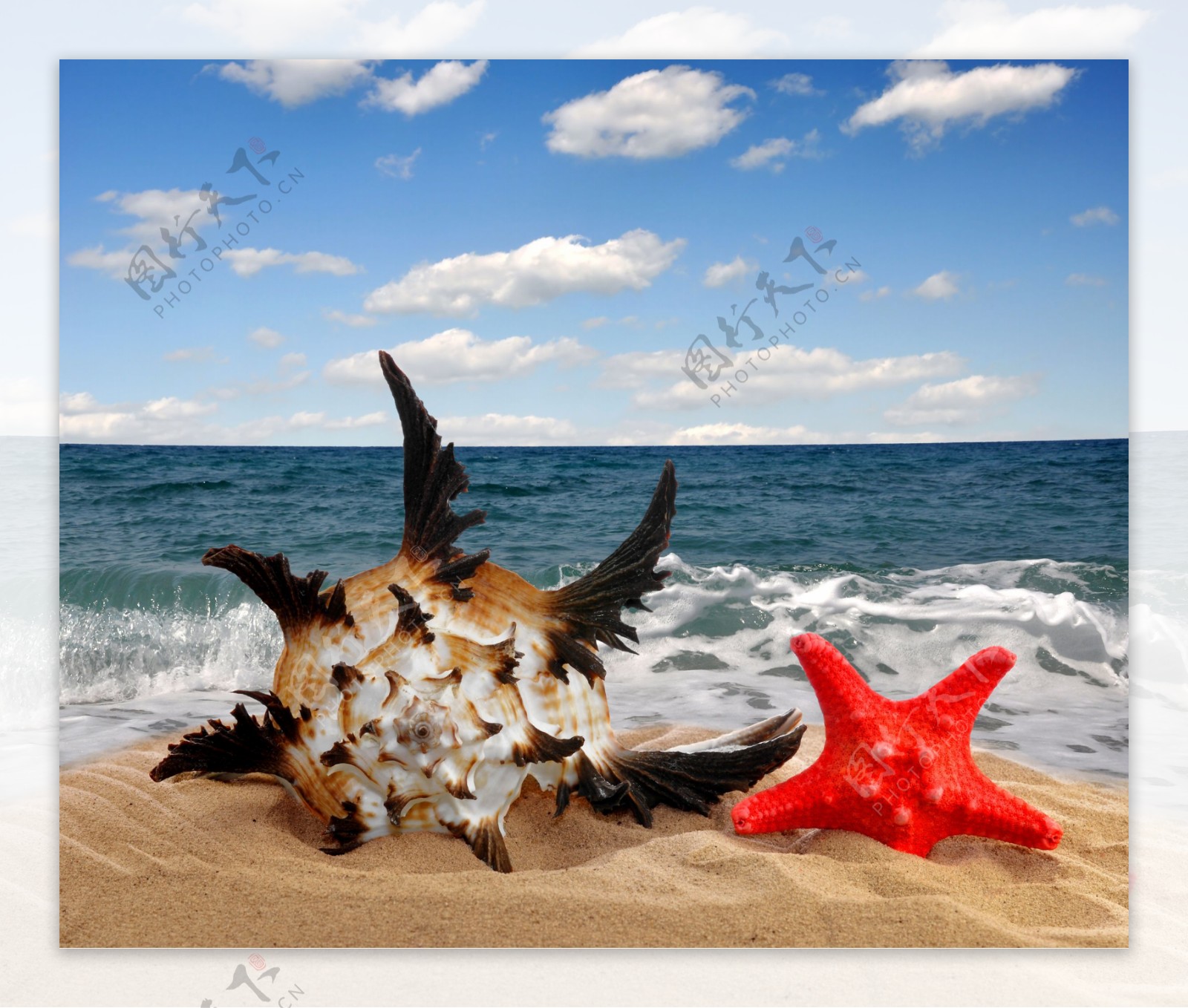 沙滩上的海螺与海星图片