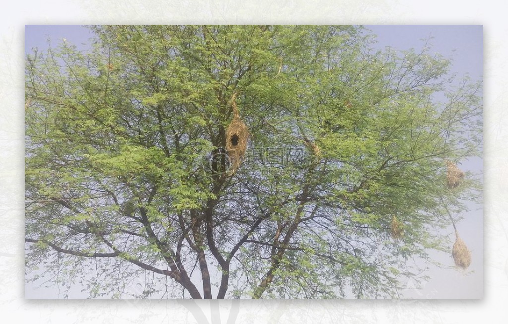 自然鸟绿色高清裁缝的鸟babool树