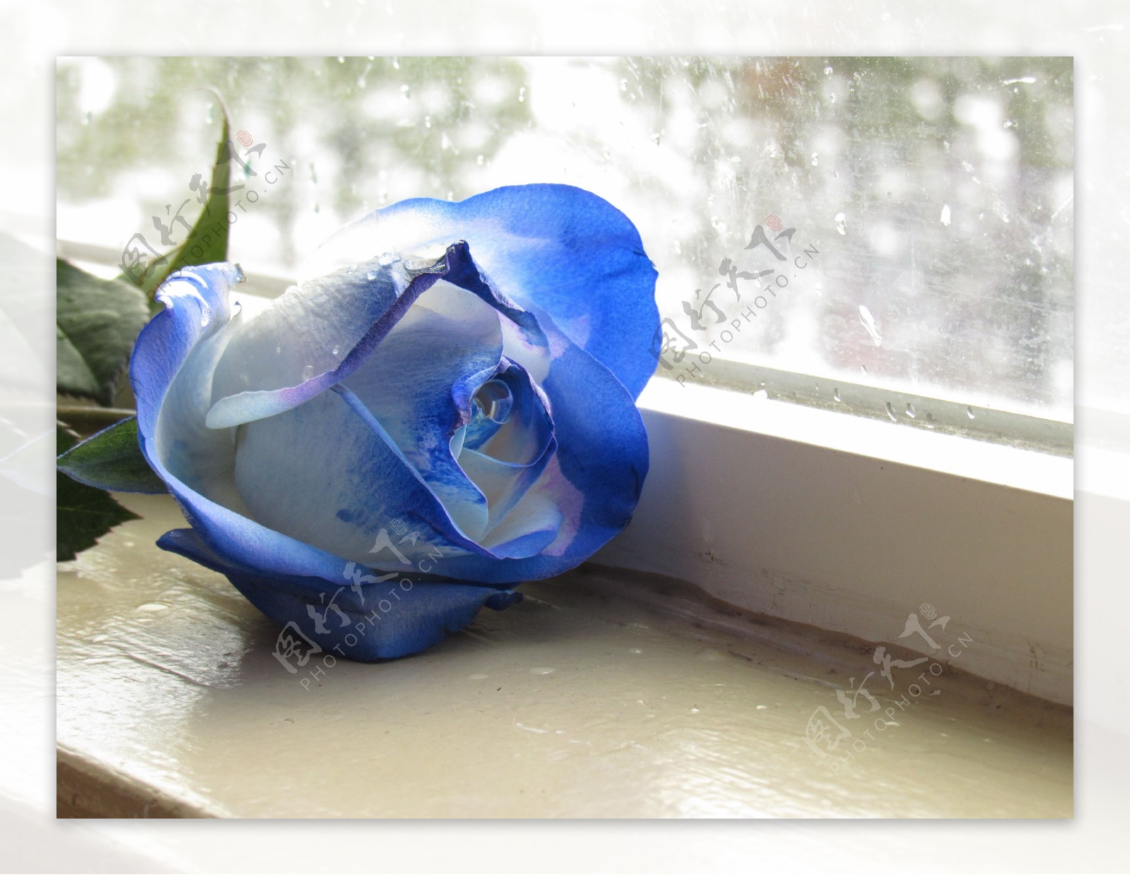 一支蓝色玫瑰花高清图片