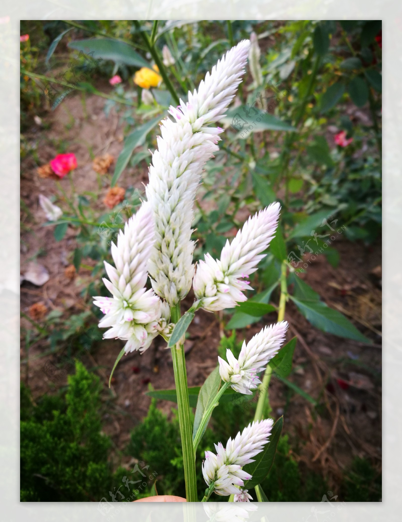 小草花