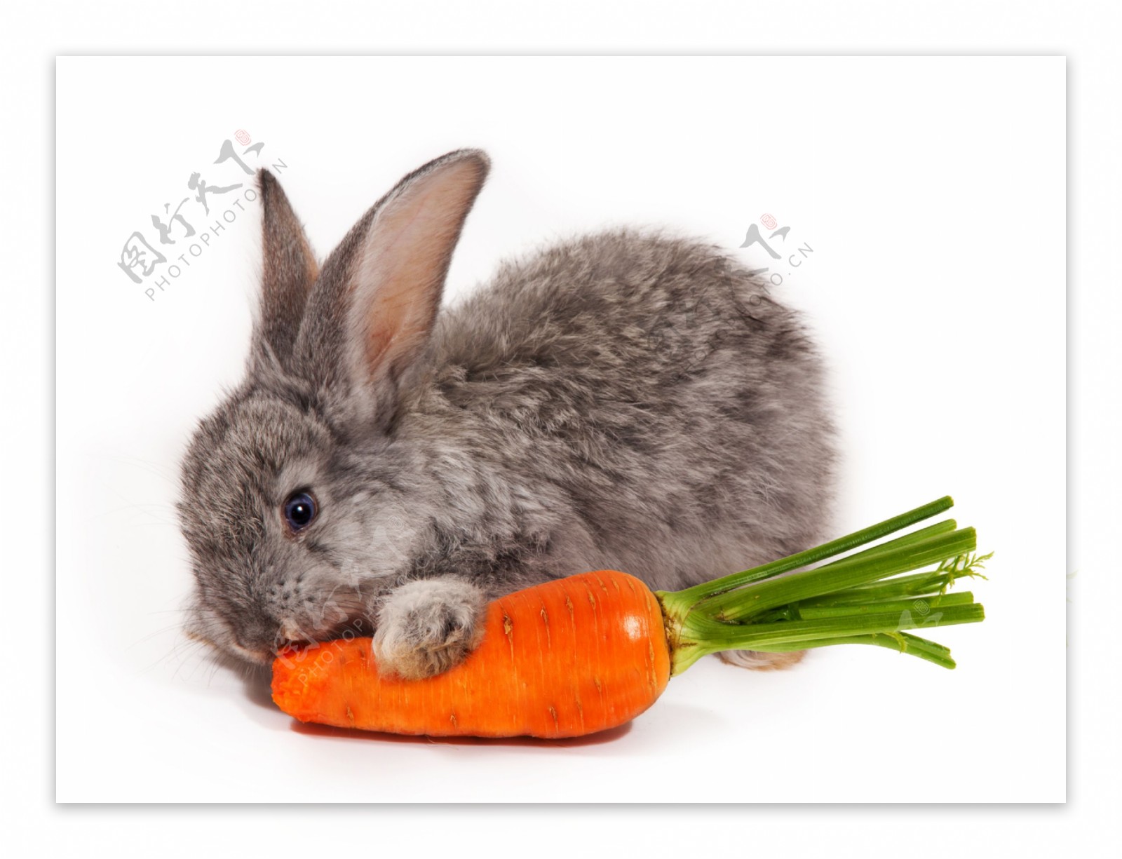 吃胡萝卜的灰兔图片