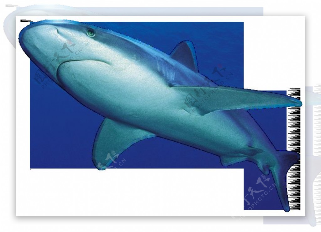 正在游泳的大鲨鱼免抠png透明图层素材
