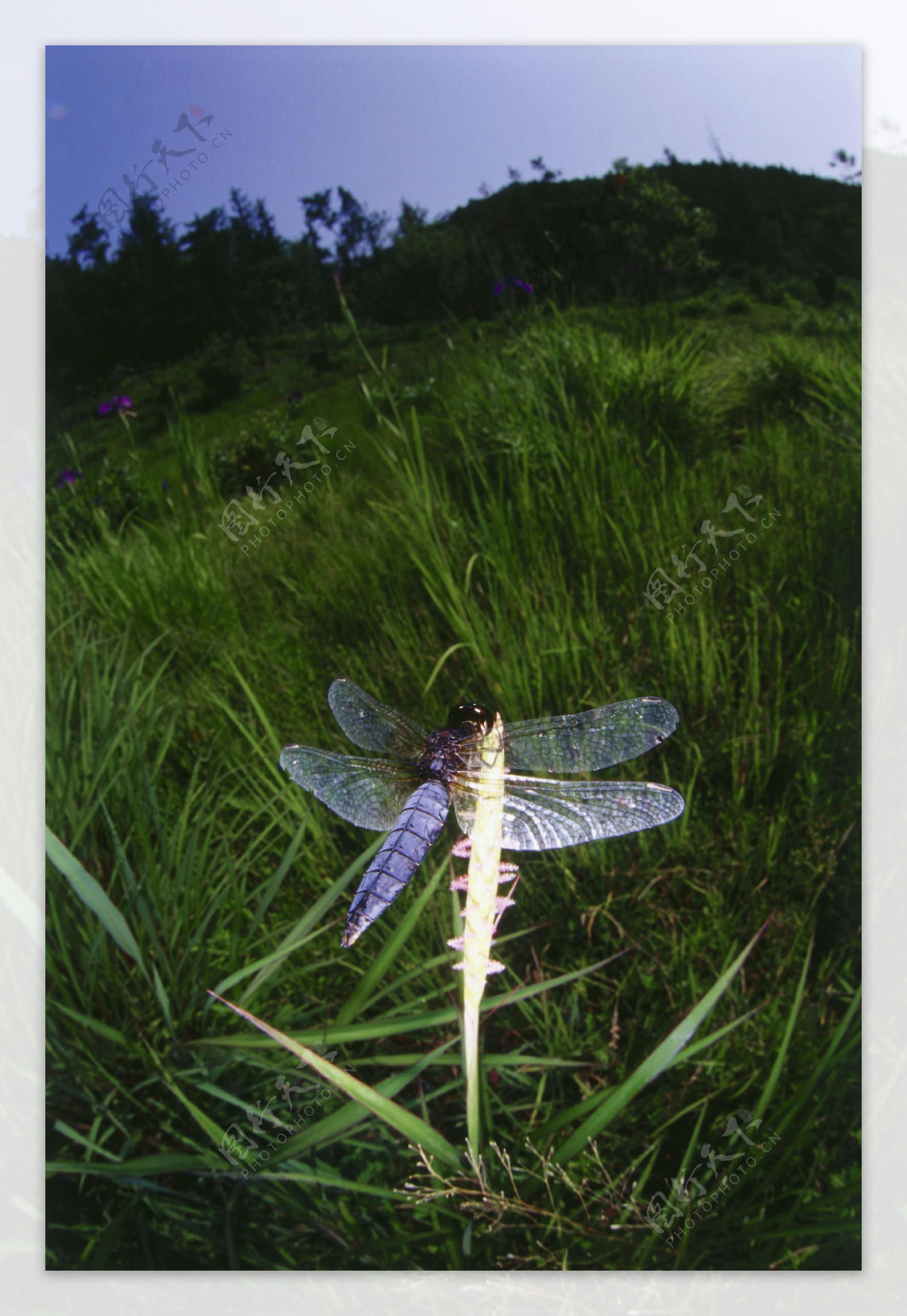 美丽花朵上的蜻蜓图片