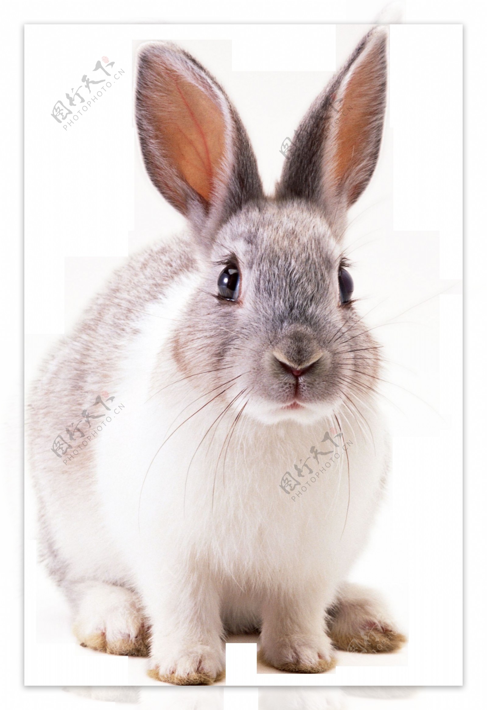 可爱的大耳朵兔子免抠png透明图层素材