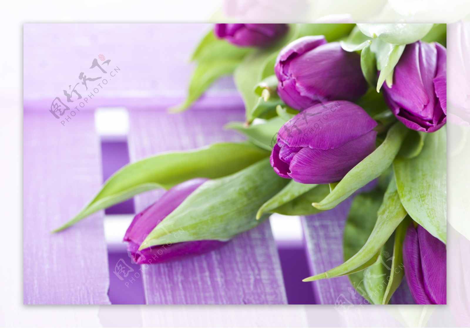 郁金香花朵与木板背景图片