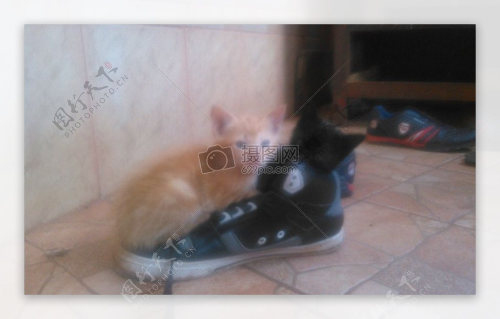 可爱鞋子小猫鞋可爱动物