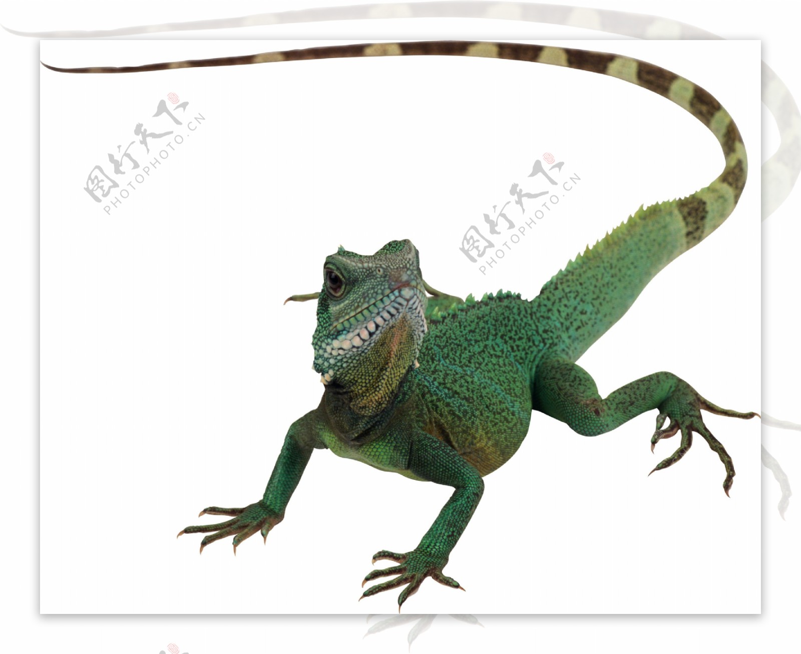 长尾巴绿蜥蜴免抠png透明图层素材