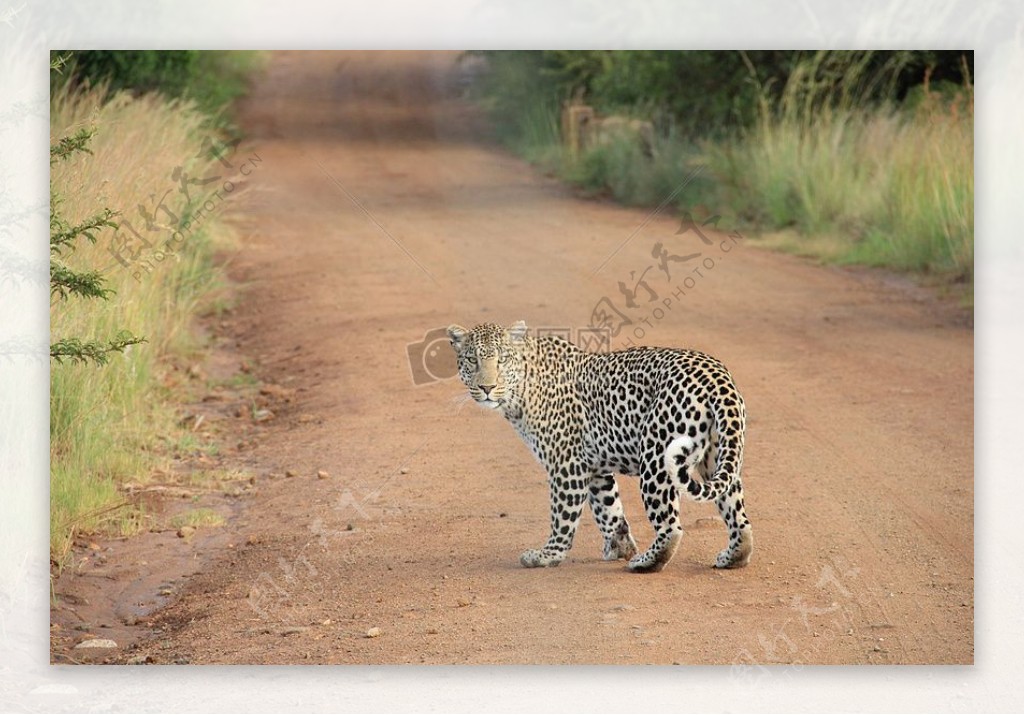 自然动物道路危险非洲荒野虎猫野生食肉动物豹野生动物园野生动物