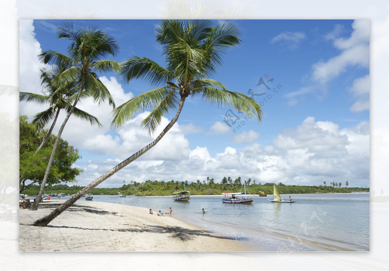 椰子树美丽沙滩图片
