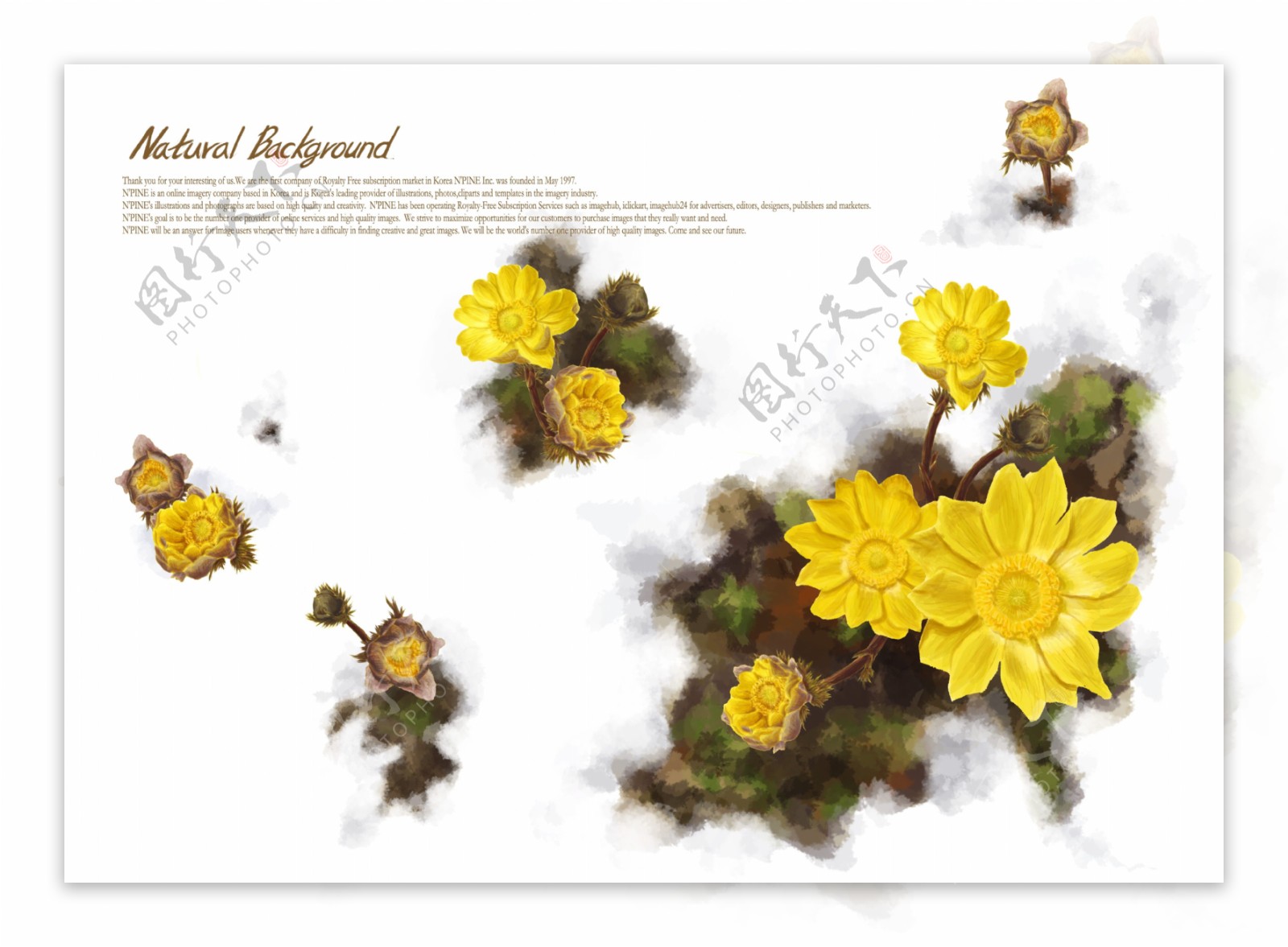 明亮黄色韩国花朵背景
