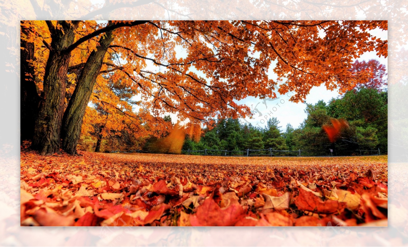 秋天枫树与落叶图片