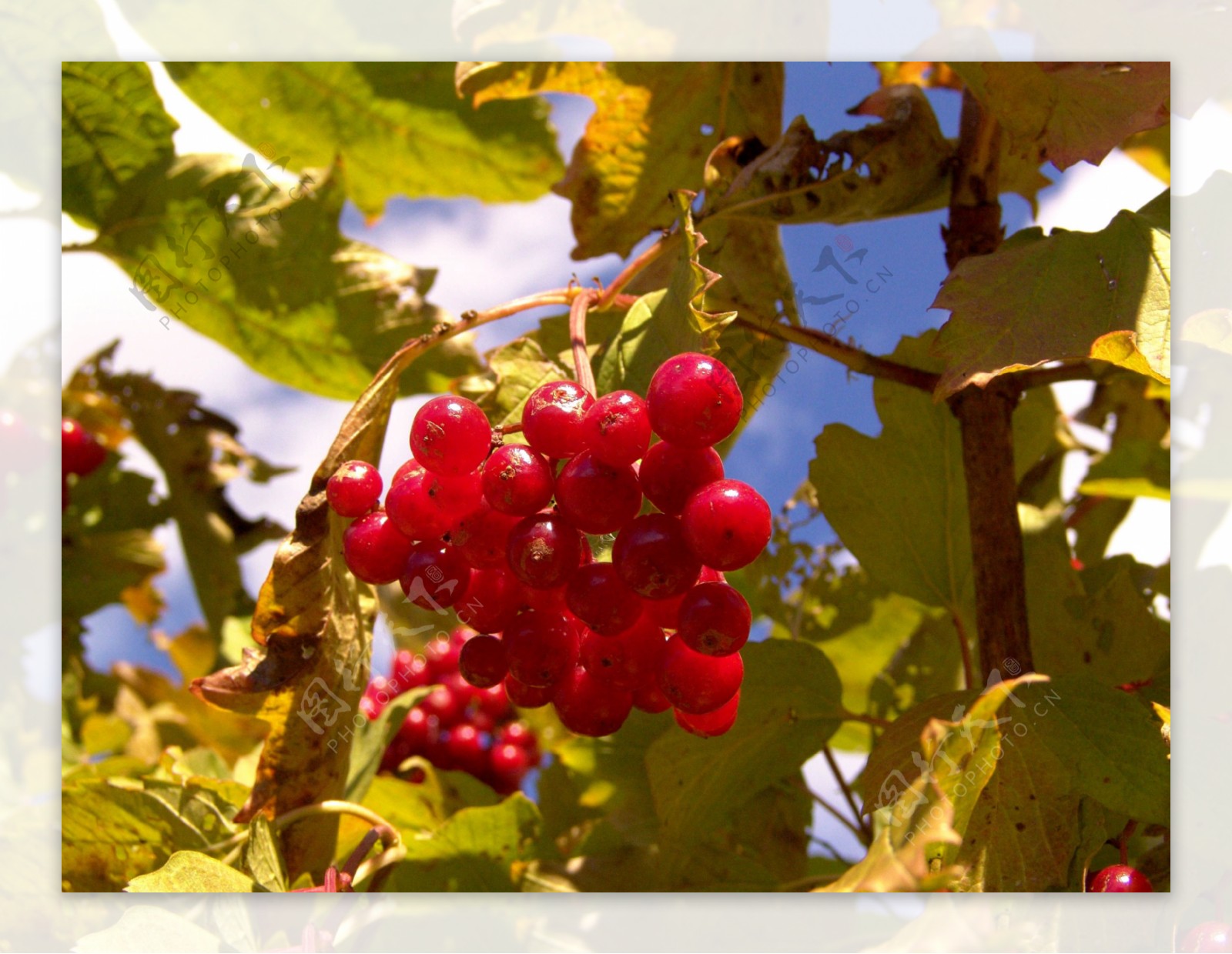 秋天红果子树图片