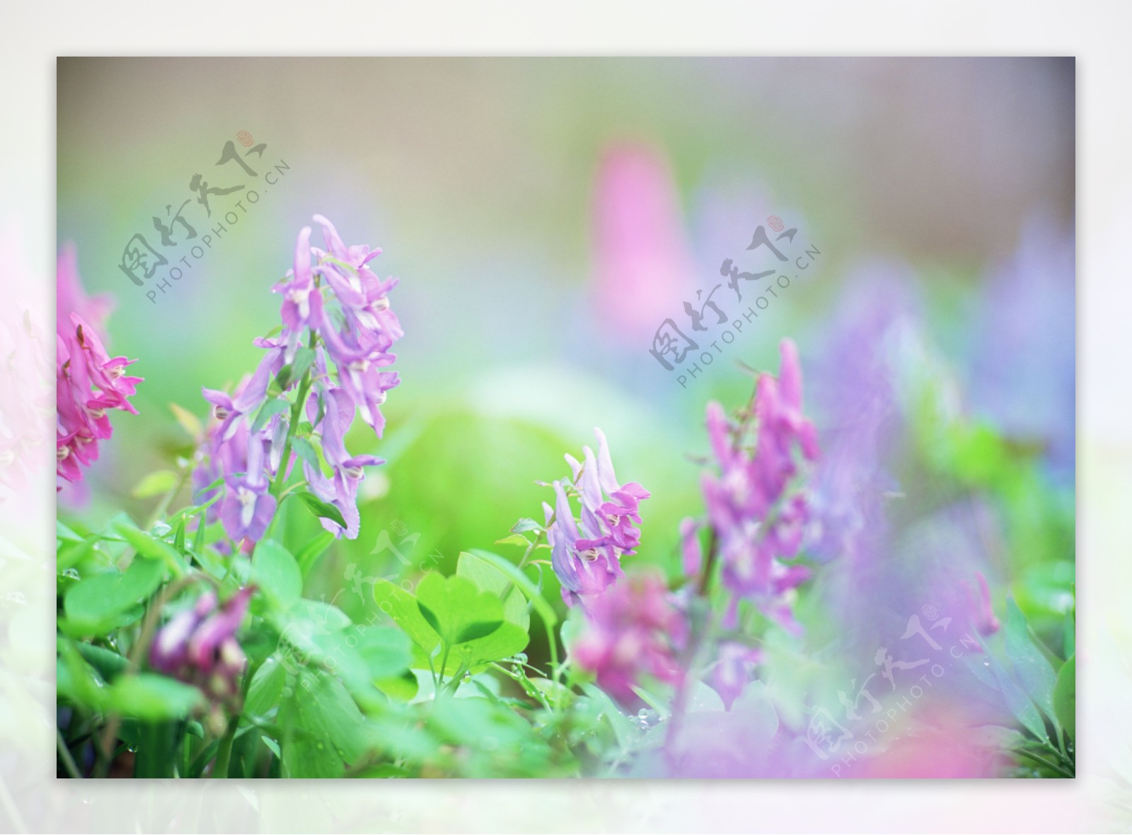 薰衣草鲜花背景素材图片