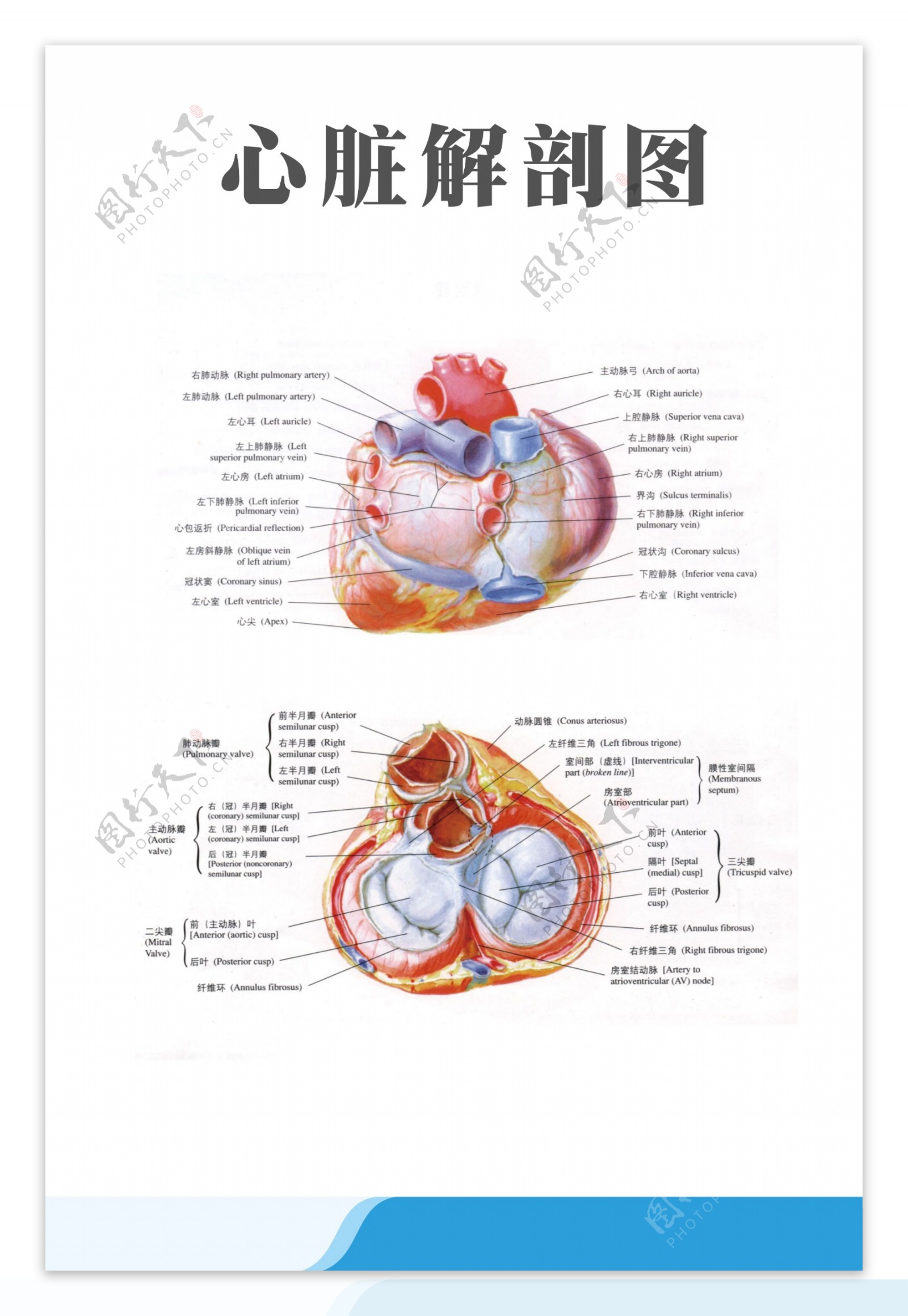 医疗人体科室挂图心脏解剖图