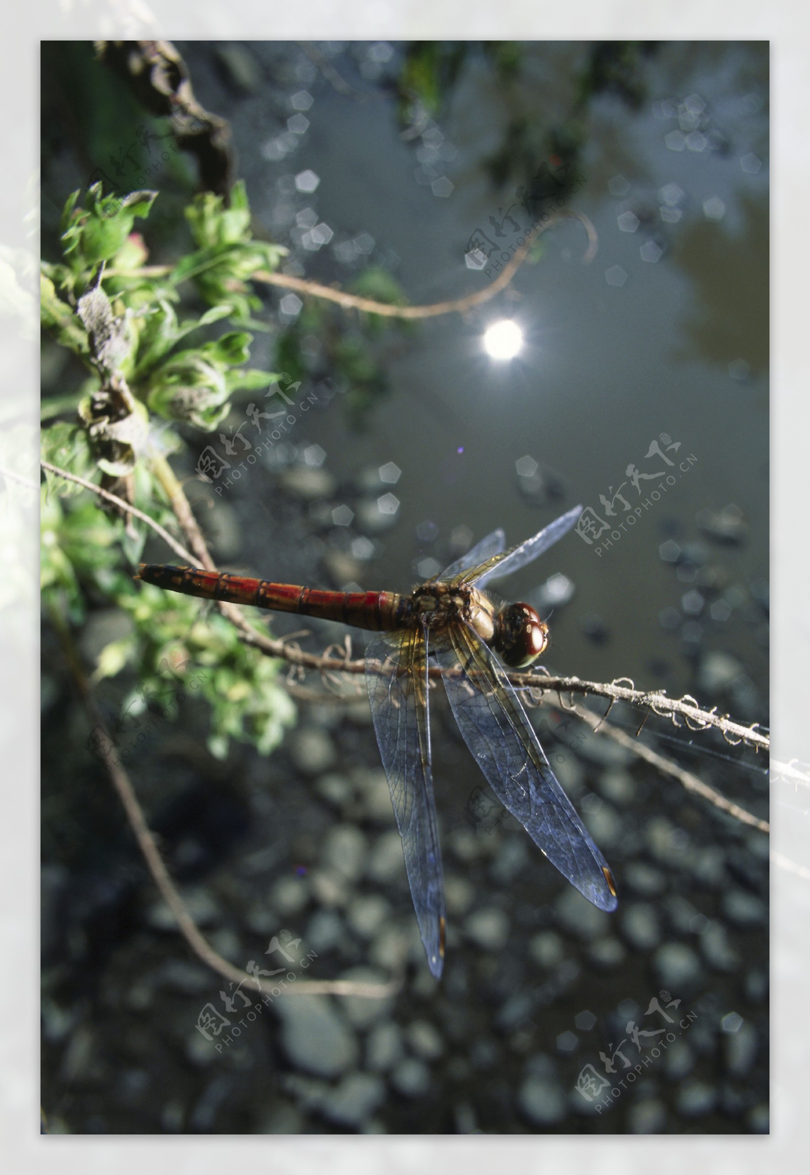 停在树枝上的红蜻蜓图片