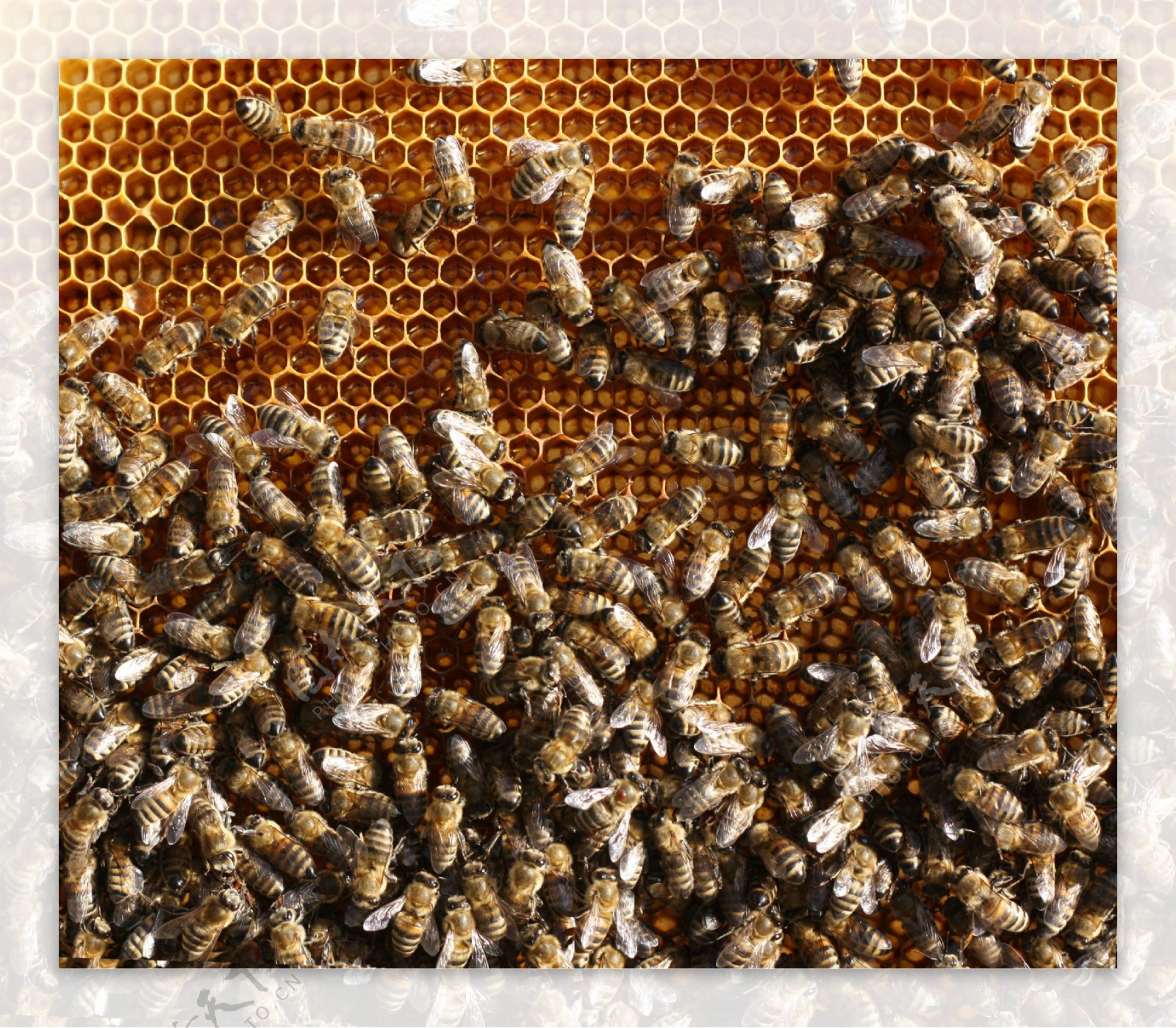 蜂窝上成群的蜜蜂图片