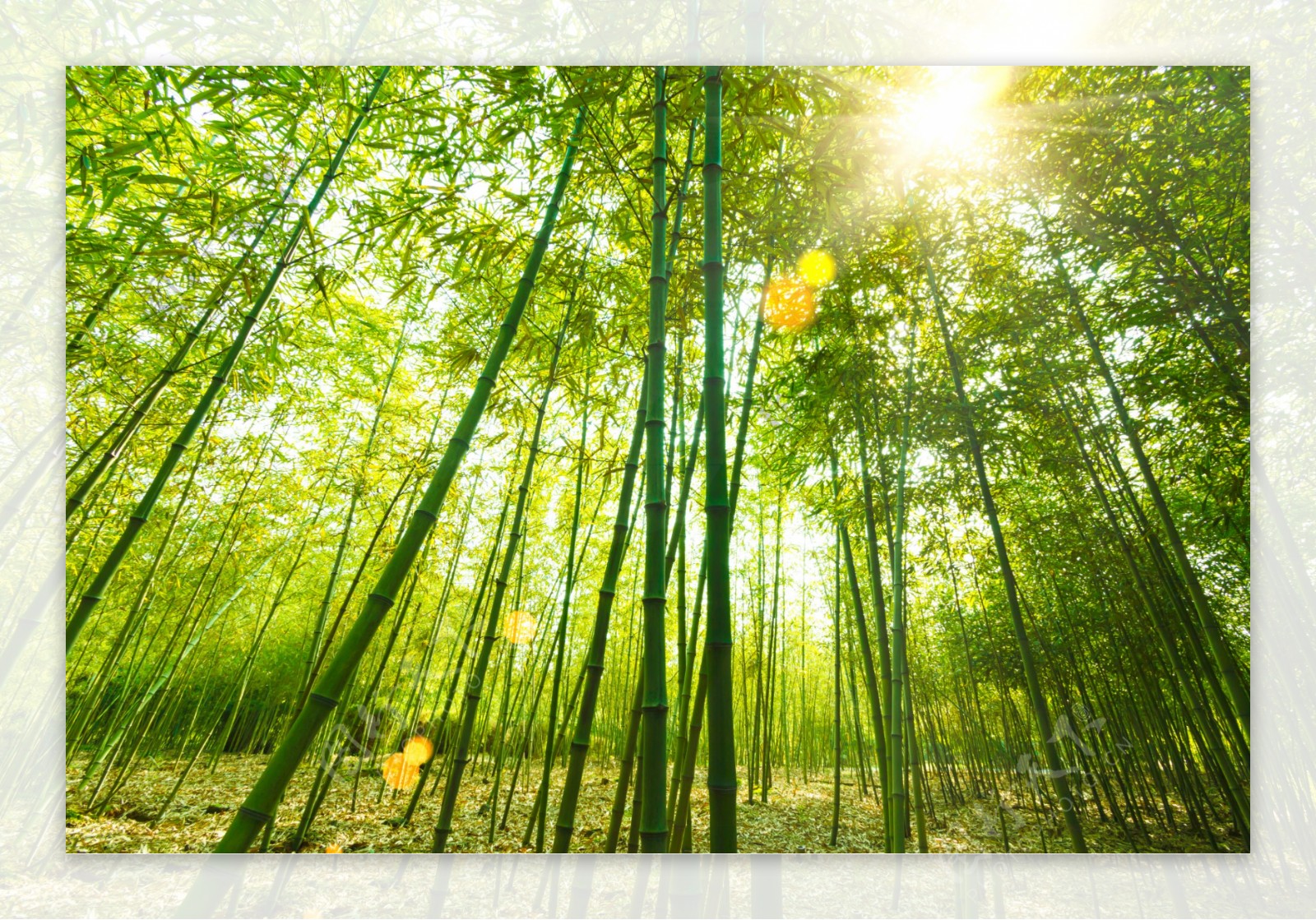 竹林风景摄影图片