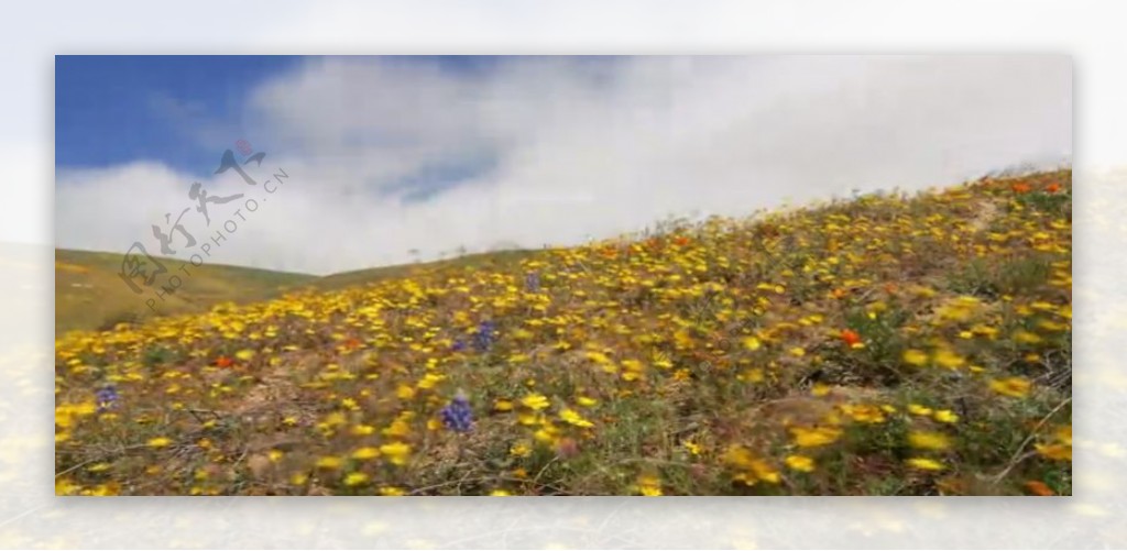 鲜花草地上的云层流动实拍视频素材