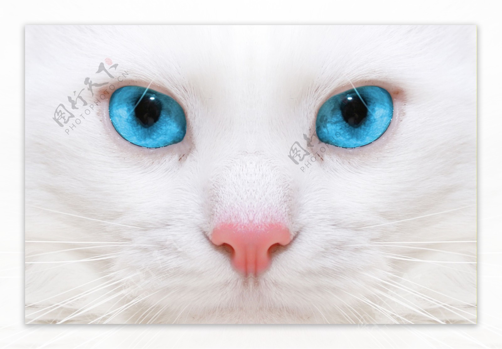 白猫的蓝眼睛图片