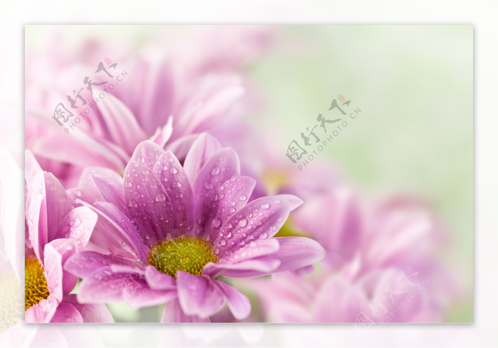 梦幻紫色鲜花背景图片