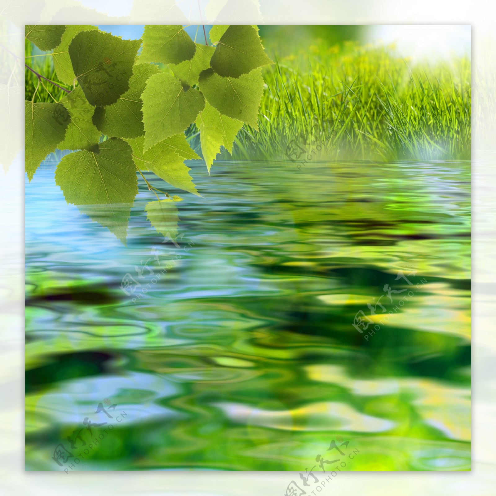 绿叶下水面摄影图片