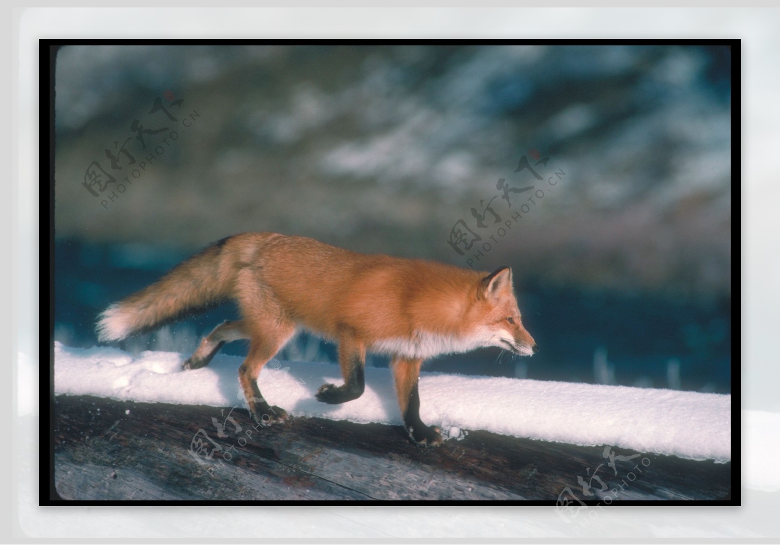 狐狸摄影图片