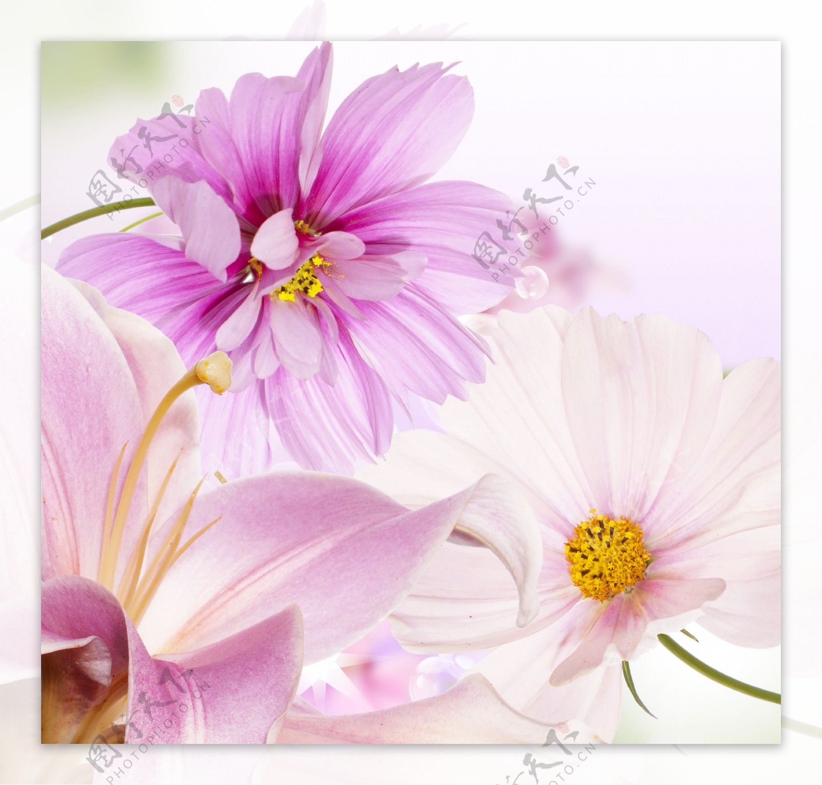 梦幻背景与粉色花朵图片