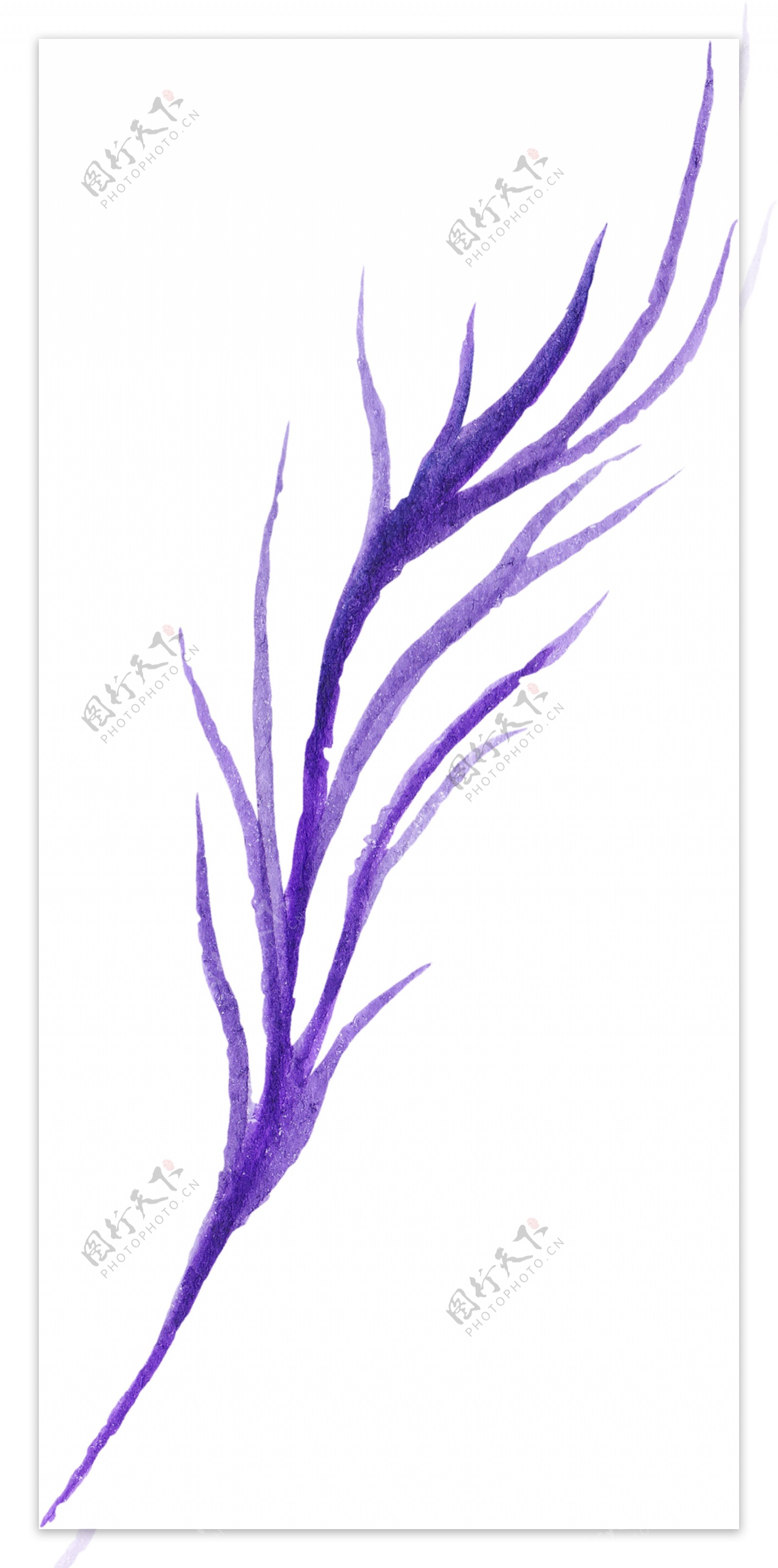 紫色枝叶高清图片素材