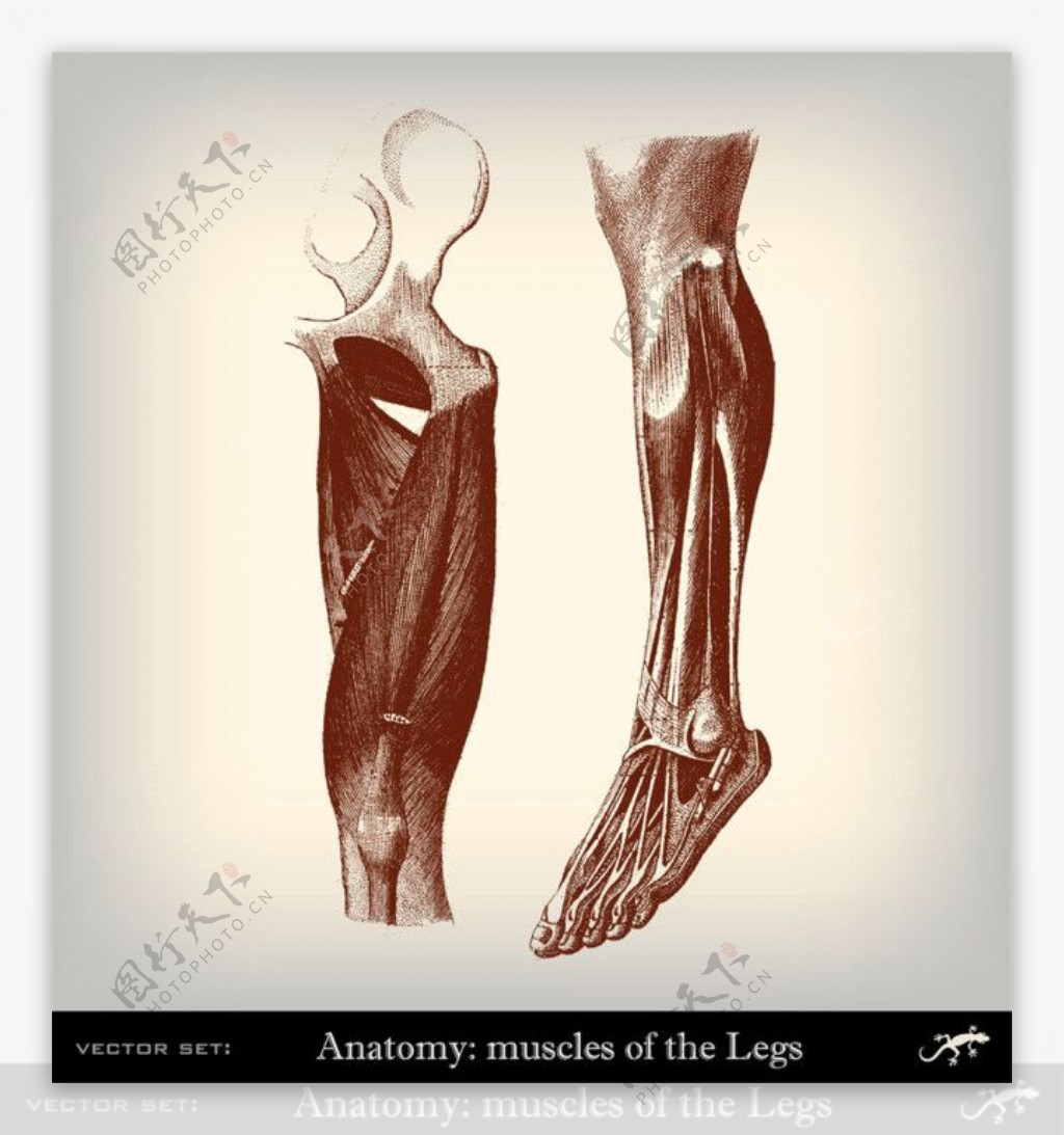 人体腿部肌肉图片