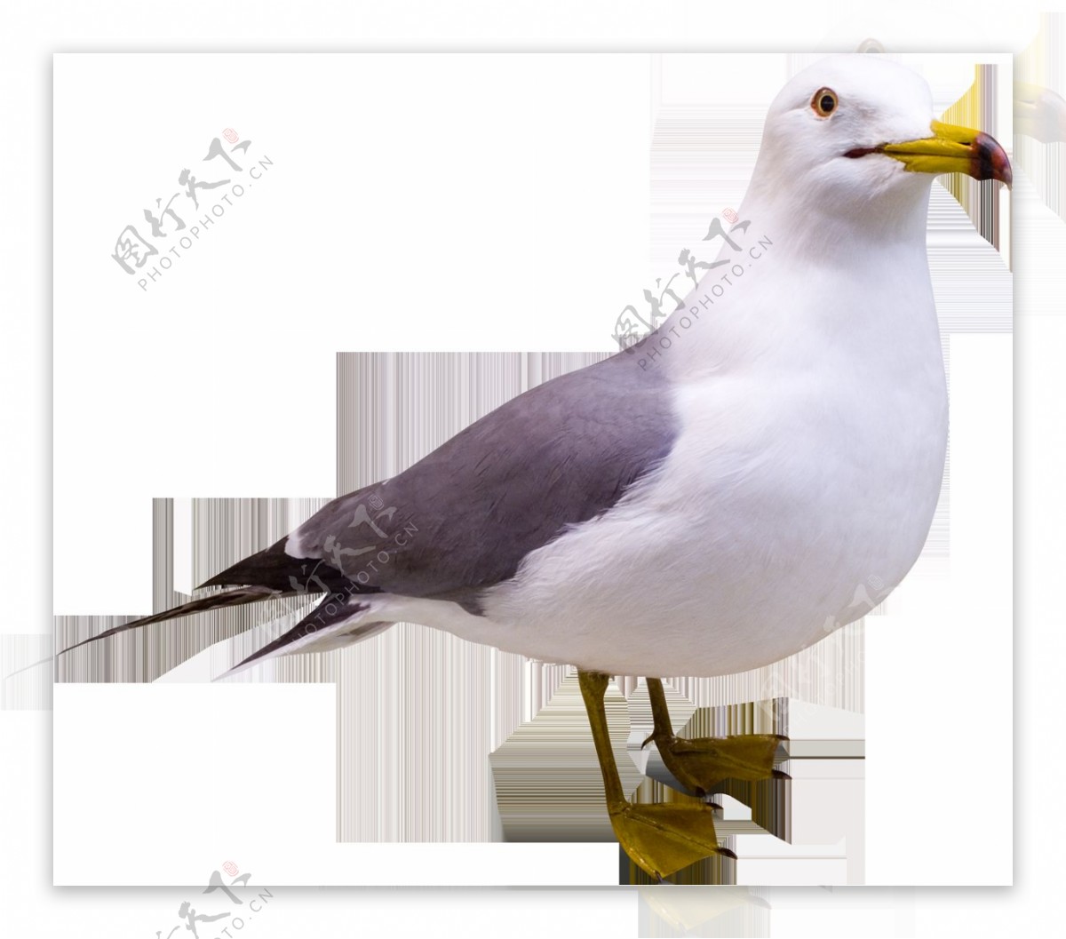 漂亮灰色翅膀海鸥免抠png透明图层素材