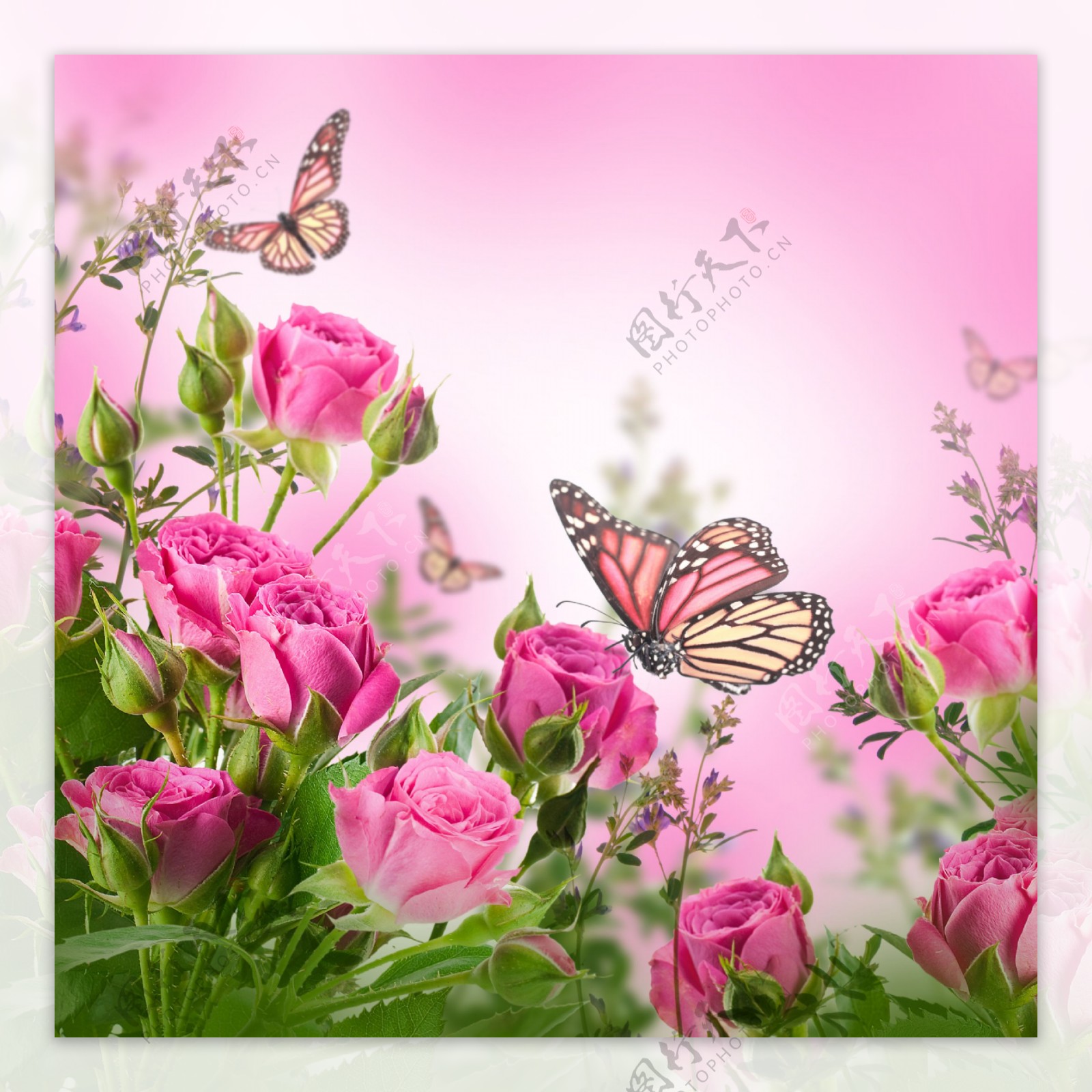 落在玫瑰花上的蝴蝶背景图片