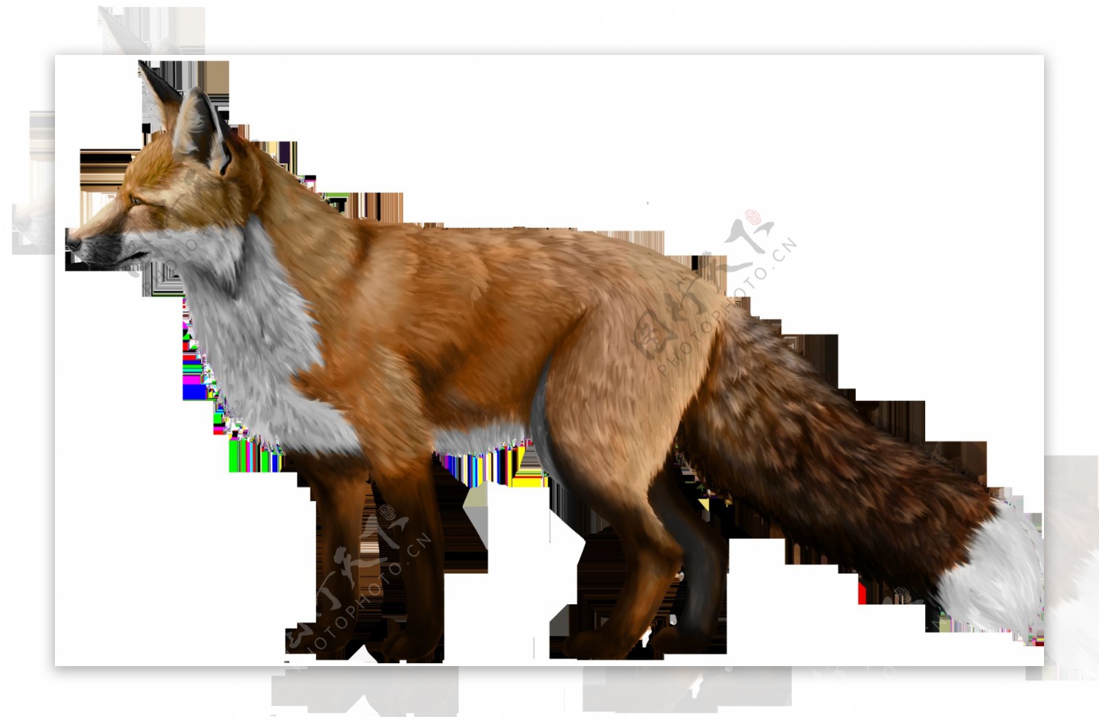 棕色毛发狐狸免抠png透明图层素材