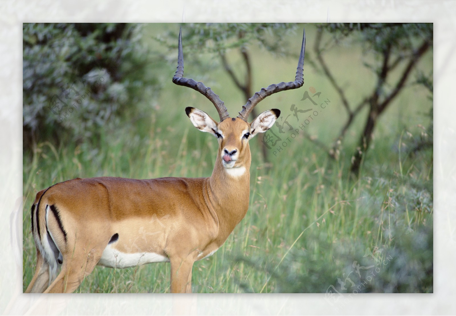 非洲野生动物羚羊图片