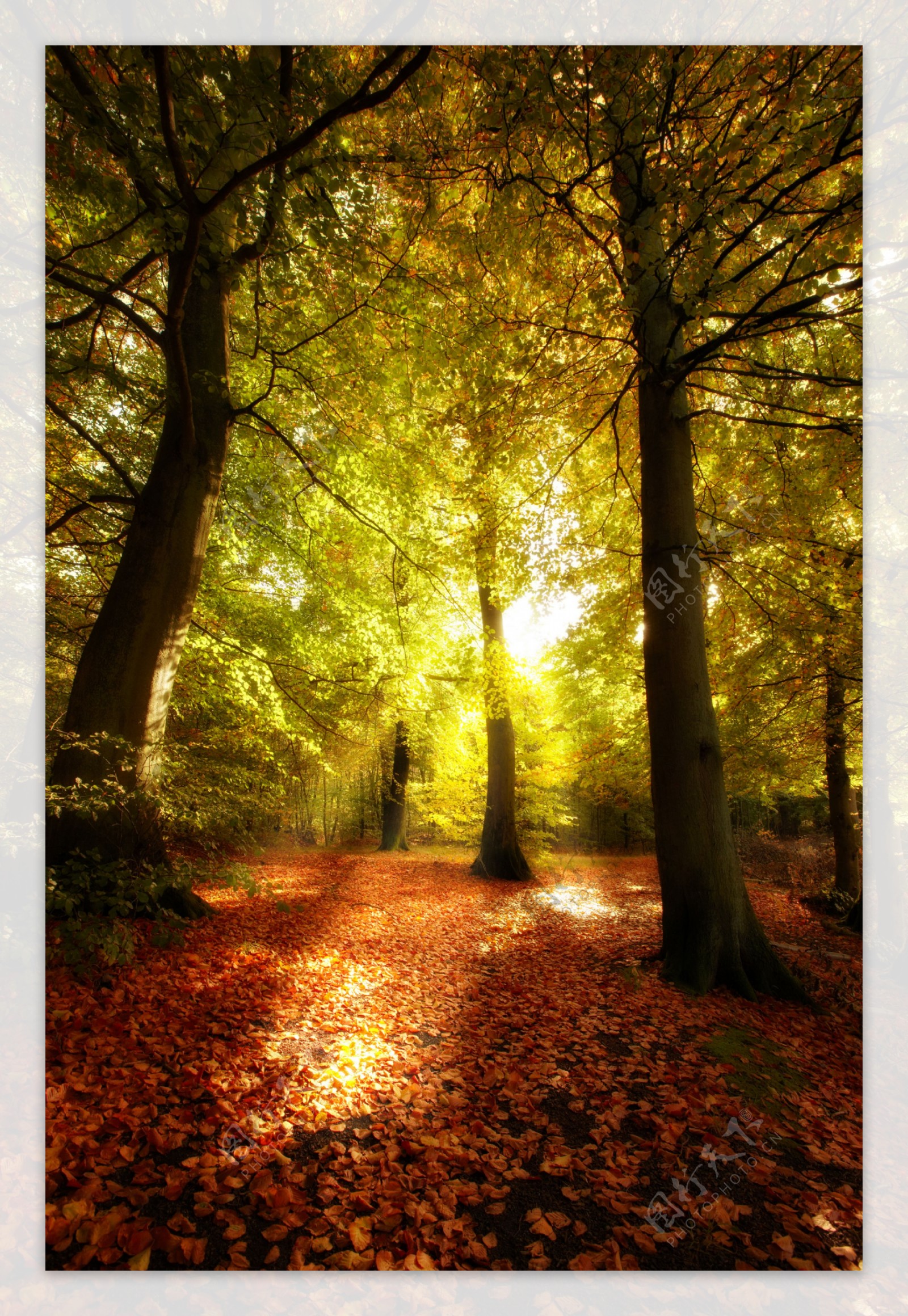 秋天森林风景图片图片