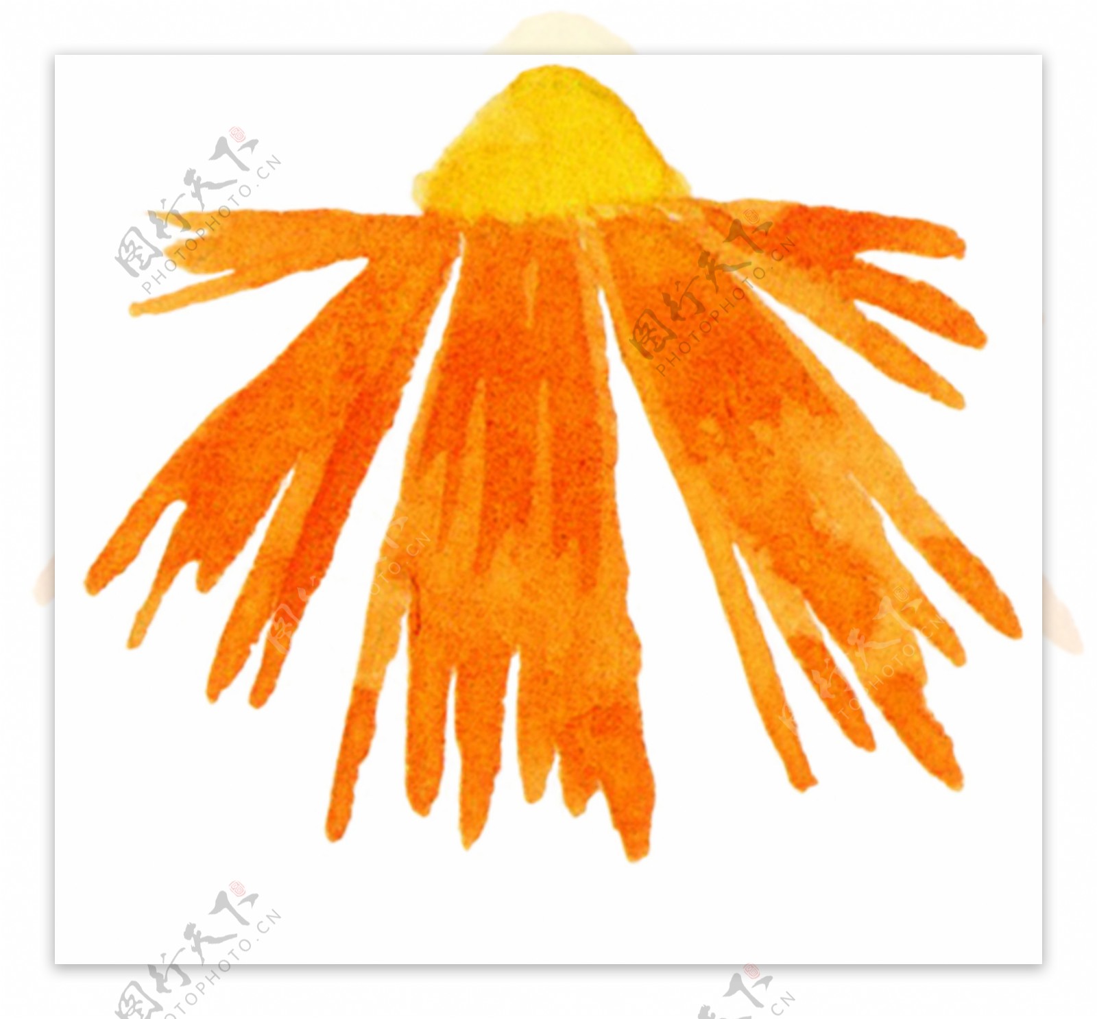 橘红色太阳花图片素材