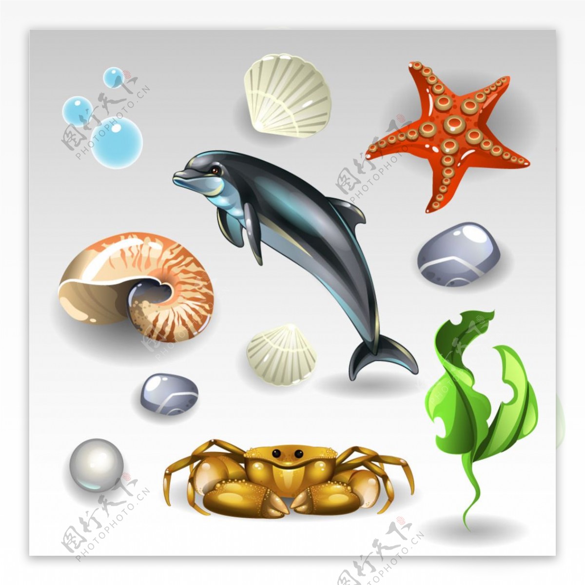 闪亮贝壳和海豚海星海带设计矢量素材图集