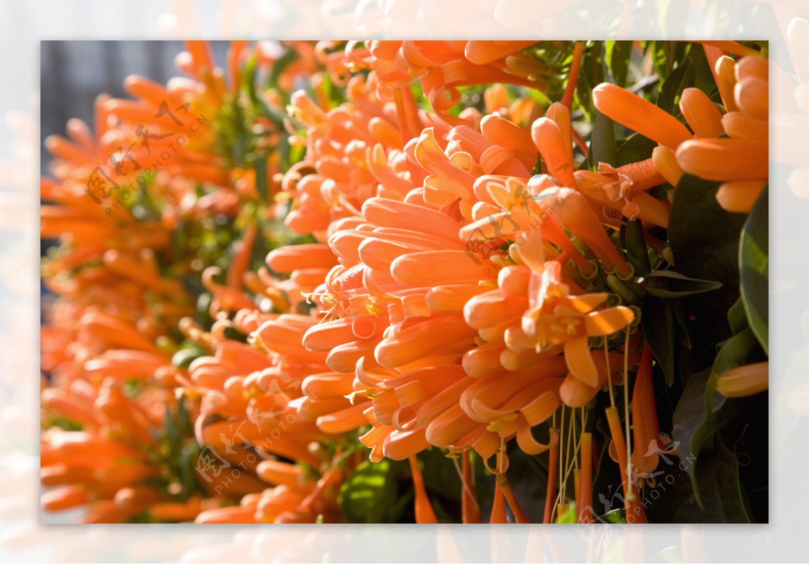 橘黄色花苞花束图片图片