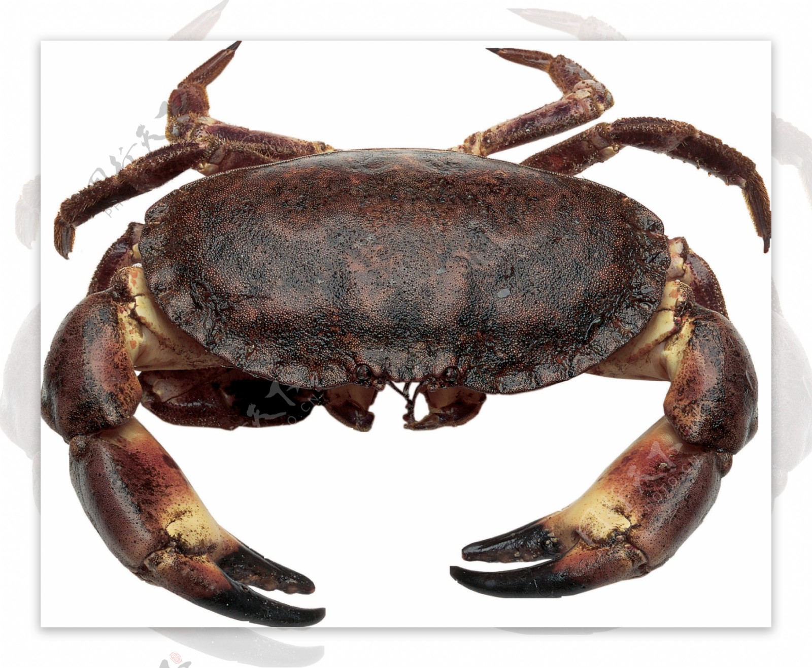 黑褐色大螃蟹图片免抠png透明图层素材