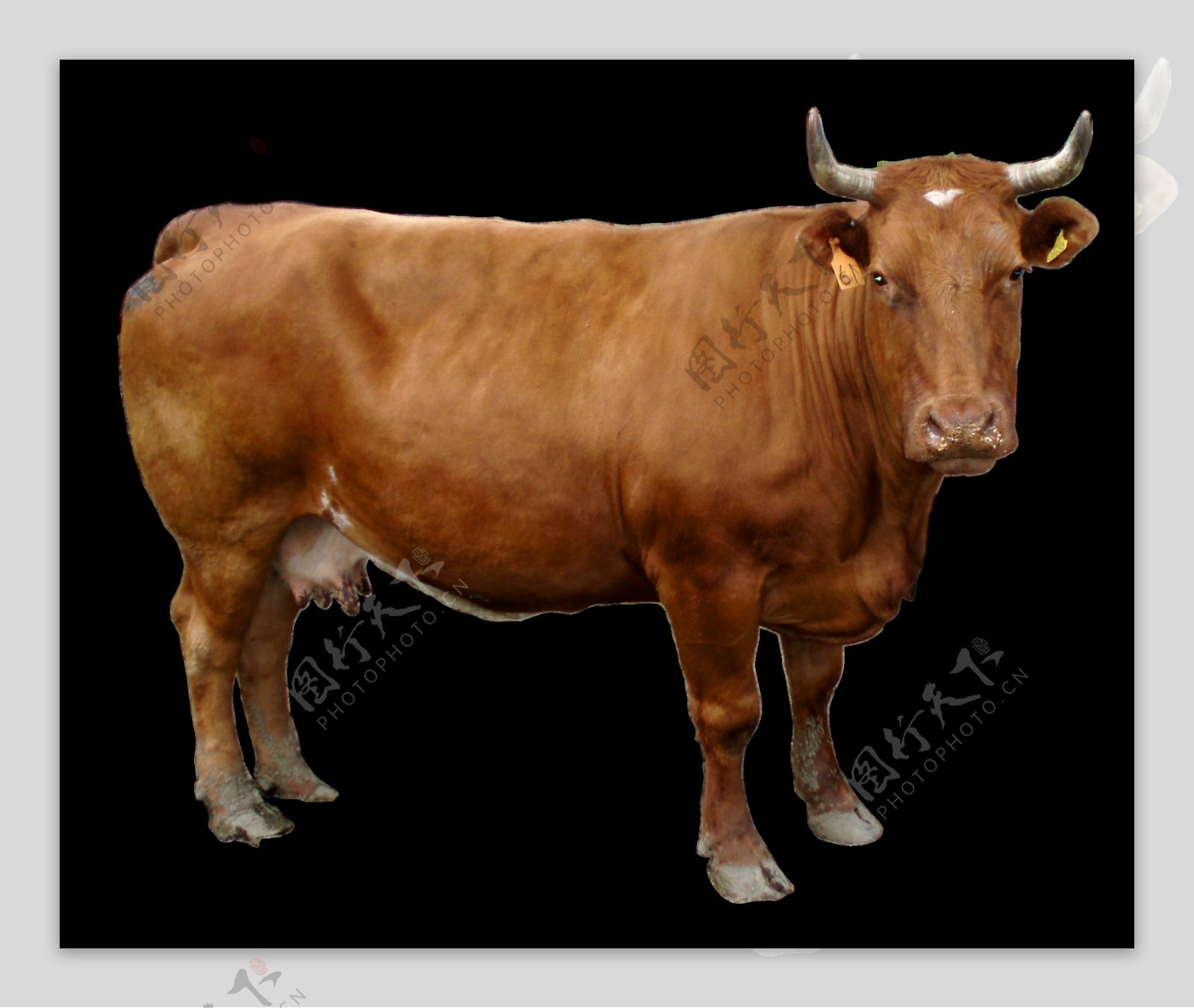 红色奶牛图片免抠png透明图层素材