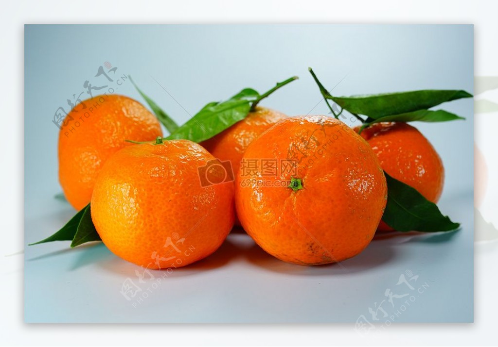 采摘下的柑橘