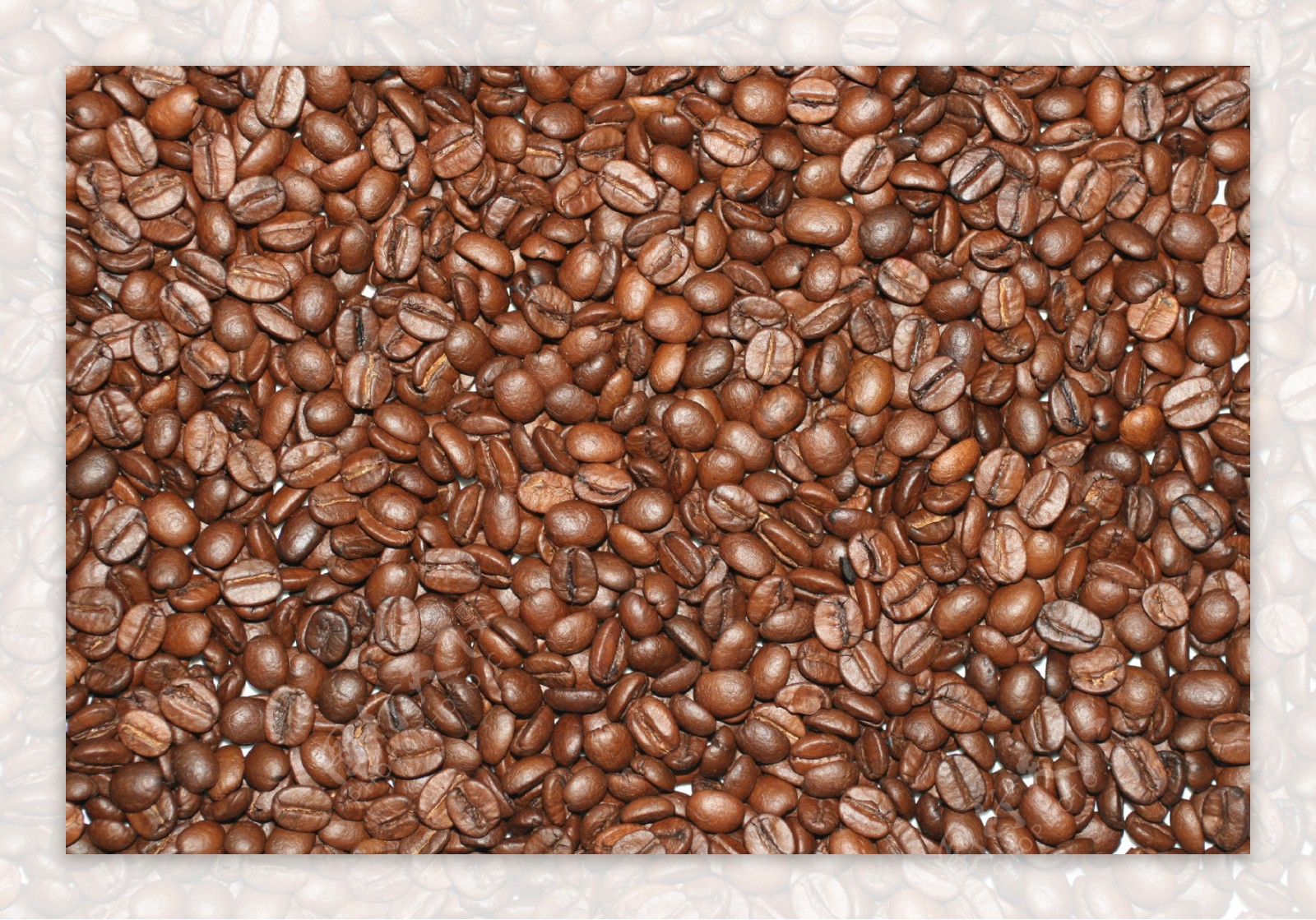 许多褐色咖啡豆特写图片