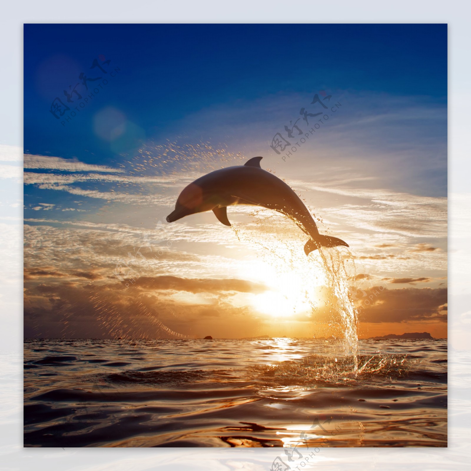 跳出海面的海豚图片